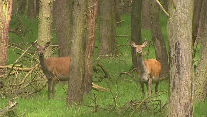 sex Red deer