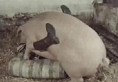 girl fucking pig cock