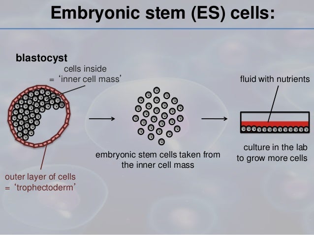 stem culture Adult cell