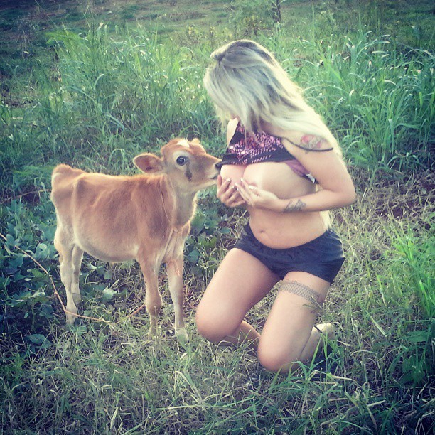 calf Breast feeding