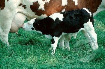 calf Breast feeding