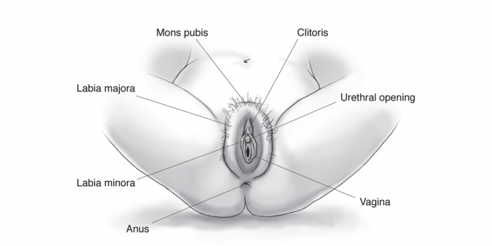 diagram Vagina piercings